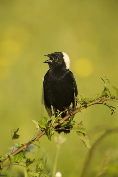 Framed Print : Bobolink - male-singing to declare territory-nest in meadows and hayfields-breeding plumage-spring male only North Americamn land bird light above and dark below-winter in South America. New York, USA Framed Print : Bobolink - male-singing to declare territory-nest in meadows and hayfields-breeding plumage-spring male only North Americamn land bird light above and dark below-winter in South America. New York, USA