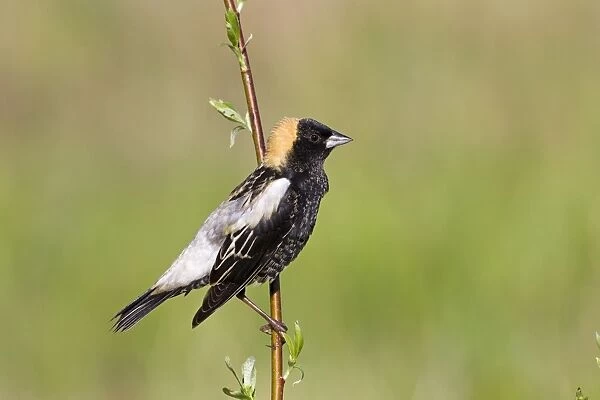 Bobolink male on territory in Connecticut in May. USA