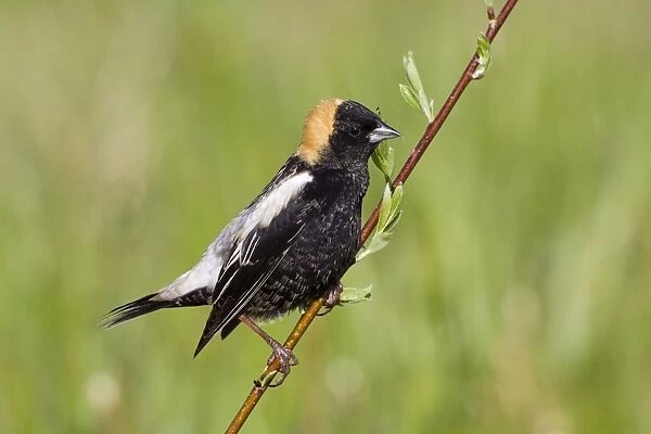 Bobolink male on territory in Connecticut in May. USA