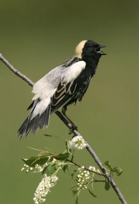 Framed Print : Bobolink - male on territory Connecticut, USA Framed Print : Bobolink - male on territory Connecticut, USA