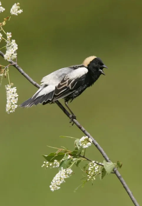 Framed Print : Bobolink - male on territory Connecticut, USA Framed Print : Bobolink - male on territory Connecticut, USA