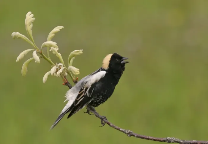 Framed Print : Bobolink - male on territory Connecticut, USA Framed Print : Bobolink - male on territory Connecticut, USA