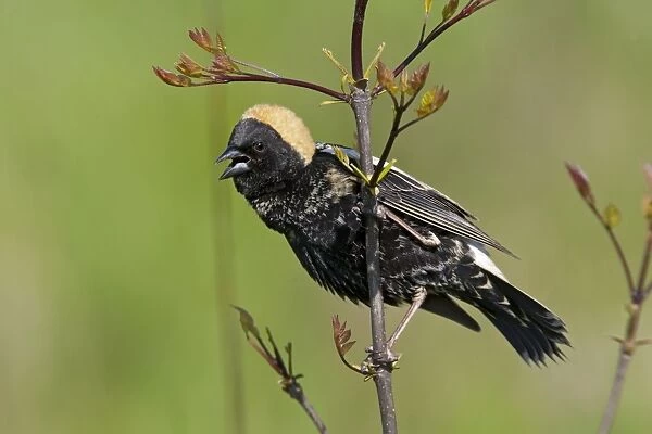 Bobolink - singing male on territory - May - Connecticut - USA