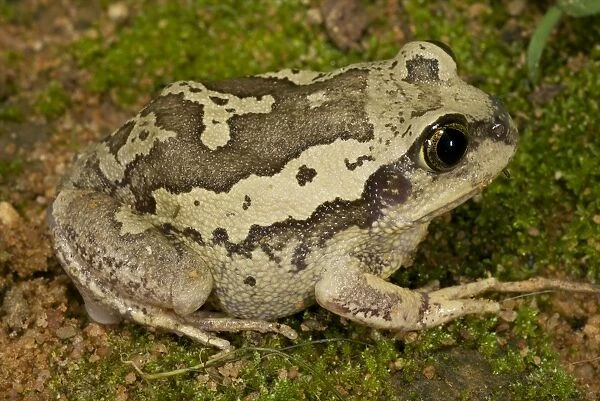 Bocage's Frog - adult - Tanzania - Africa