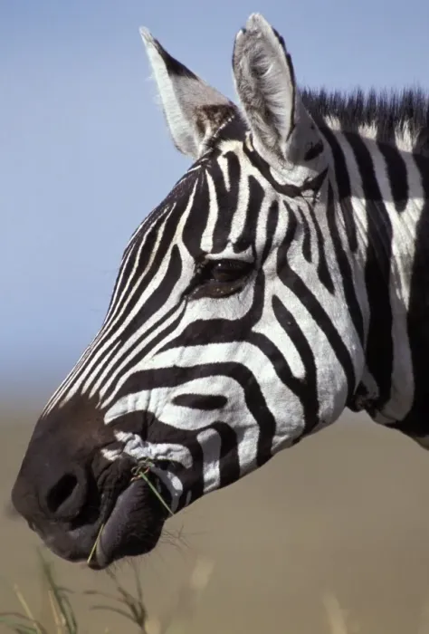 Framed Print : Boehm's  /  Grant's Zebra
