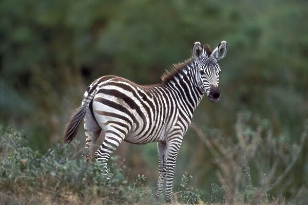 Boehm's  /  Grant's Zebra. Africa
