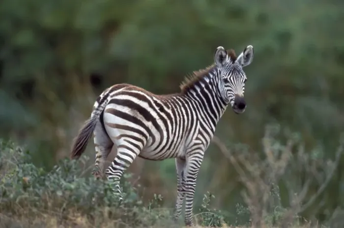 Framed Print : Boehm's / Grant's Zebra. Africa Framed Print : Boehm's / Grant's Zebra. Africa
