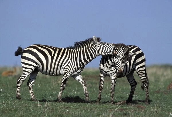 Boehm's  /  Grant's Zebra - fighting