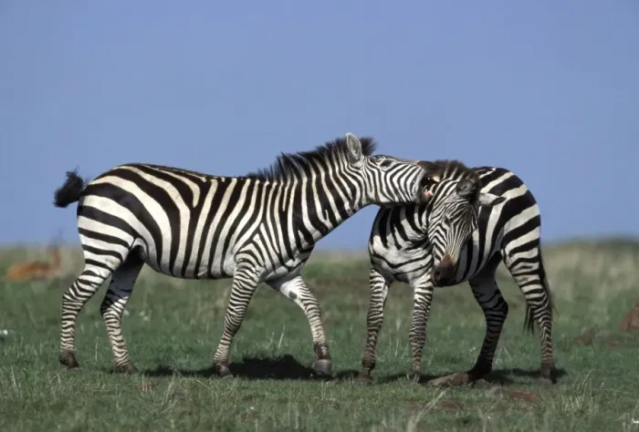 Framed Print : Boehm's / Grant's Zebra - fighting Framed Print : Boehm's / Grant's Zebra - fighting