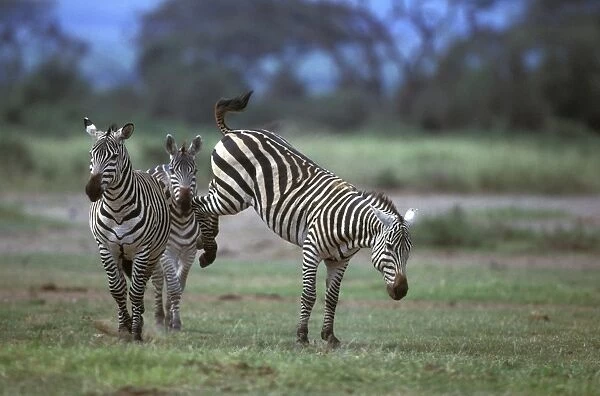 Boehm's  /  Grant's Zebra - fighting. Africa