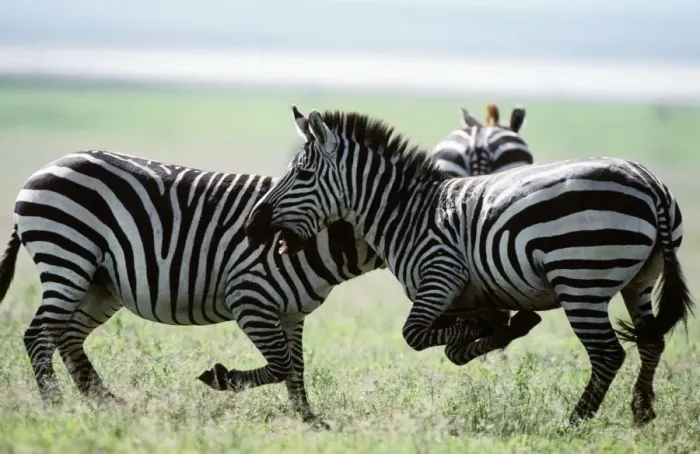 Framed Print : Boehm's / Grant's Zebra - fighting. Africa Framed Print : Boehm's / Grant's Zebra - fighting. Africa