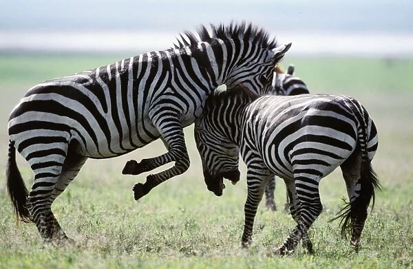 Boehm's  /  Grant's Zebra - fighting. Africa