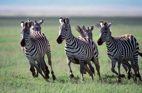 Boehm's  /  Grant's Zebra - herd running. Africa