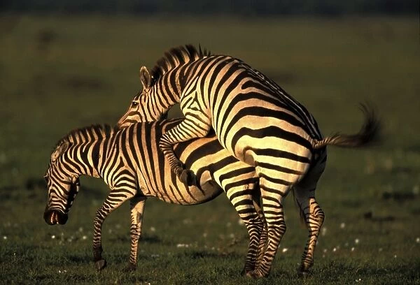 Boehm's  /  Grant's Zebra - pair mating. Maasai Mara National Park - Kenya - Africa