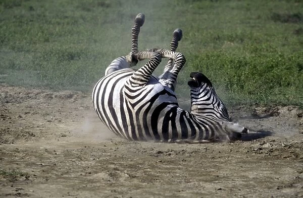 Boehm's  /  Grant's Zebra - rolling. Africa
