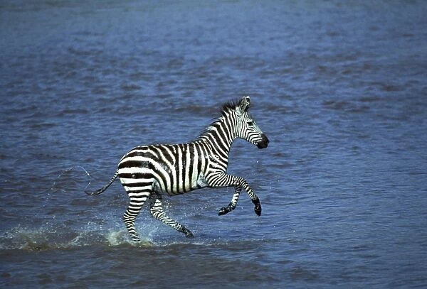 Boehm's  /  Grant's Zebra - running through water