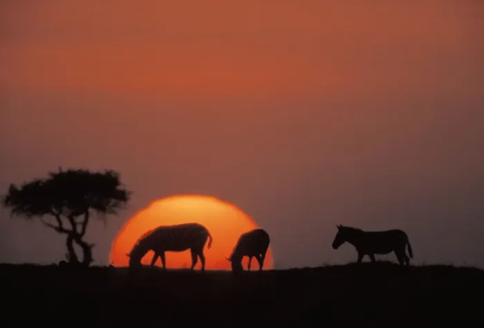 Framed Print : Boehm's / Grant's Zebra - at sunset Framed Print : Boehm's / Grant's Zebra - at sunset
