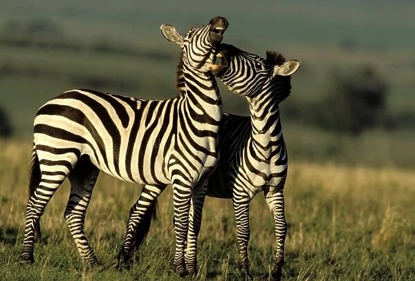 Boehm's  /  Grant's Zebra - two. Maasai Mara National Park - Kenya - Africa