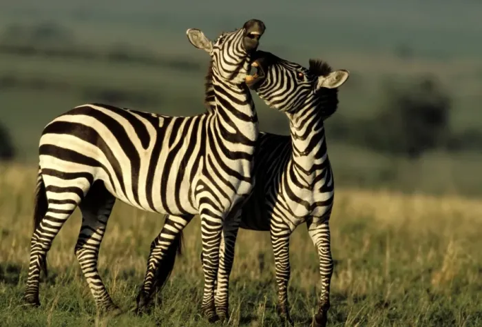 Framed Print : Boehm's  /  Grant's Zebra - two. Maasai Mara National Park - Kenya - Africa