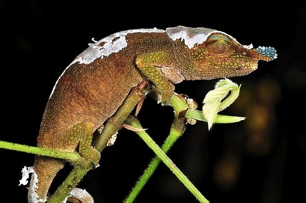 Boettger's Chameleon  /  Blue-nosed Chameleon - Montagne d'Ambre National Park - Antsiranana - Northern Madagascar