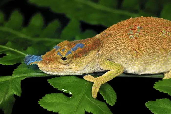 Framed Print : Boettger's Chameleon / Blue-nosed Chameleon - Montagne d'Ambre National Park - Antsiranana - Northern Madagascar Framed Print : Boettger's Chameleon / Blue-nosed Chameleon - Montagne d'Ambre National Park - Antsiranana - Northern Madagascar