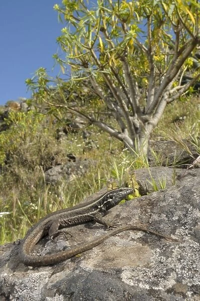 Boettger's Lizard - female in habitat - La Gomera - Canary Islands