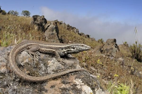 Boettger's Lizard - female - La Gomera - Canary Islands