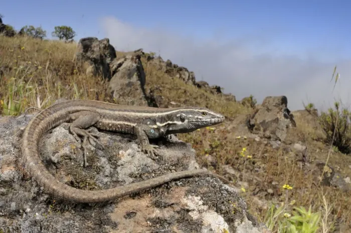 Framed Print : Boettger's Lizard - female - La Gomera - Canary Islands Framed Print : Boettger's Lizard - female - La Gomera - Canary Islands