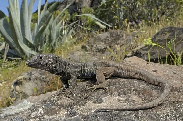 Boettger's Lizard - male in habitat - Canary Islands