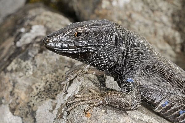 Boettger's Lizard - male - La Gomera - Canary Islands