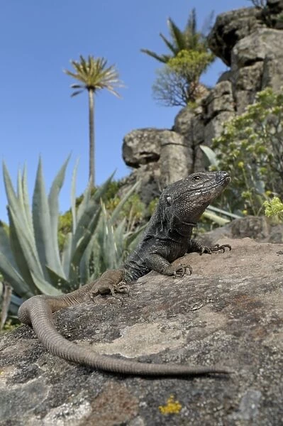 Boettger's Lizard - male in La Gomera habitat - Canary Islands