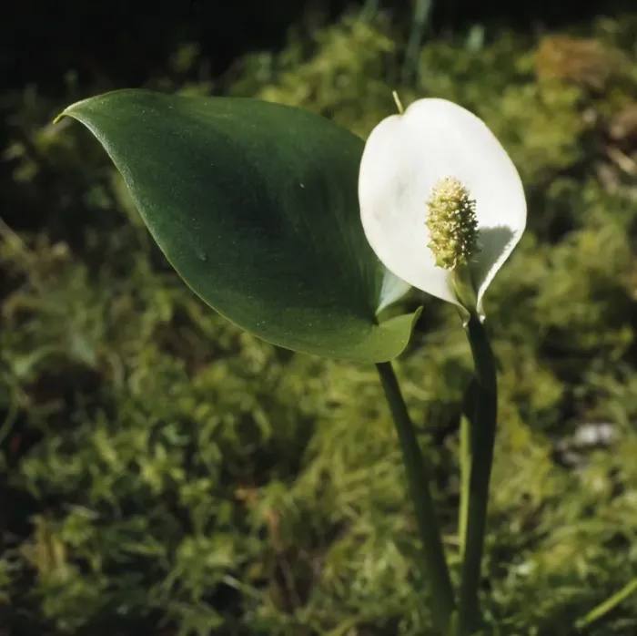 Framed Print : Bog Arum. AL-1504. BOG ARUM. Calla palustris Framed Print : Bog Arum. AL-1504. BOG ARUM. Calla palustris