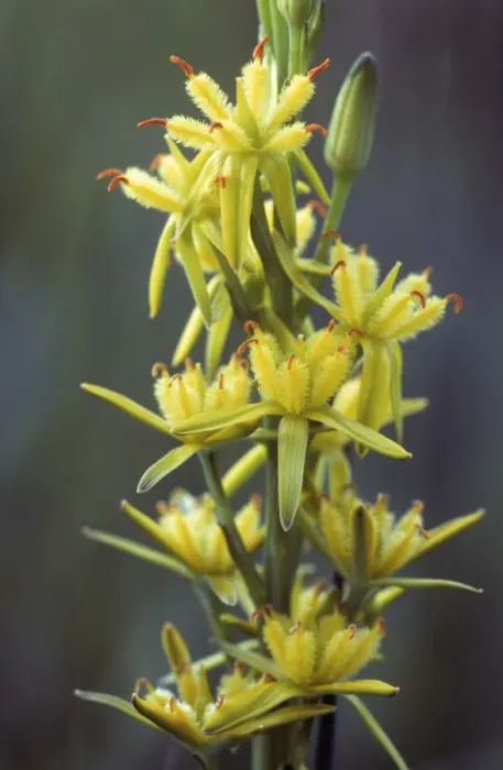 Framed Print : Bog Asphodel Framed Print : Bog Asphodel