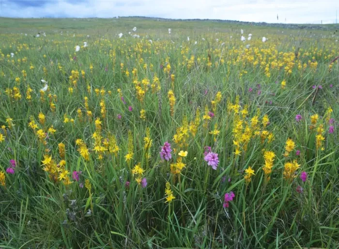 Framed Print : Bog asphodel - in boggy field. Also known as: Moor-golds yellow grass and maiden's hair. Nr. Wick Caithness, Scotland