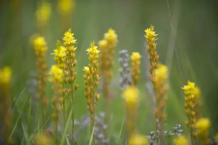 Framed Print : Bog Asphodel. Location - bogs and wet heaths. East Sussex. UK. July / August Framed Print : Bog Asphodel. Location - bogs and wet heaths. East Sussex. UK. July / August