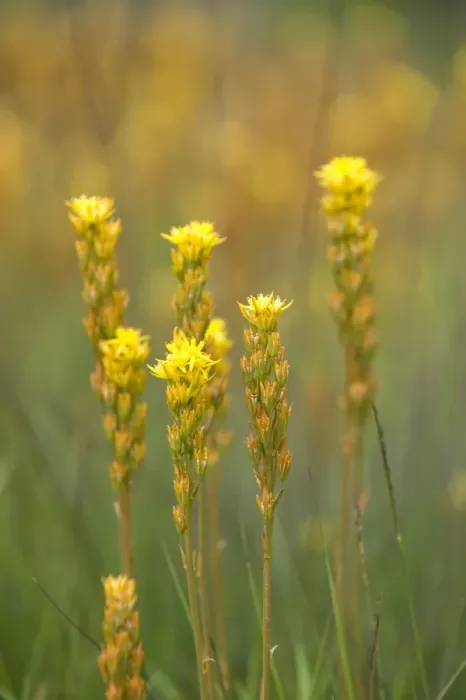 Framed Print : Bog Asphodel. Location - bogs and wet heaths - July / August. West Sussex UK Framed Print : Bog Asphodel. Location - bogs and wet heaths - July / August. West Sussex UK