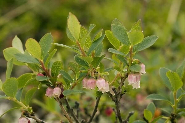Bog bilberry (Vaccinium uliginosum). Norway