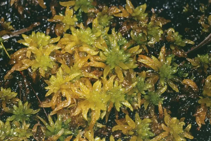 Framed Print : Bog Moss. JLM-2507. BOG MOSS. Sphagnum sp. Framed Print : Bog Moss. JLM-2507. BOG MOSS. Sphagnum sp.