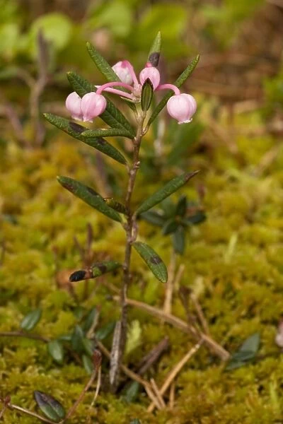 Bog rosemary (Andromeda polifolia) in flower. Uncommon in bogs, north Britain