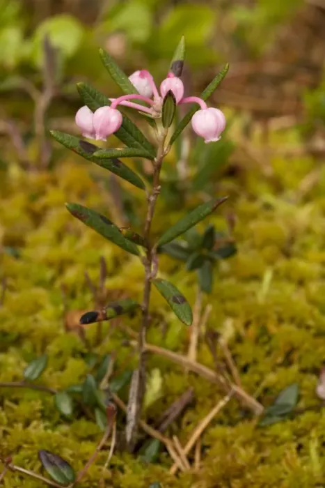 Framed Print : Bog rosemary (Andromeda polifolia) in flower. Uncommon in bogs, north Britain Framed Print : Bog rosemary (Andromeda polifolia) in flower. Uncommon in bogs, north Britain