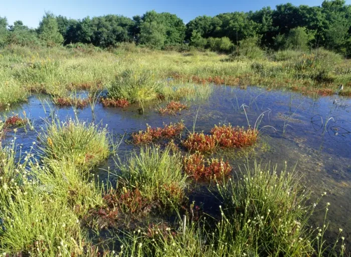 Framed Print : Bog - with White-beaked Sedge & Sundews. Stoborough Heath (NNR), Purbeck, Dorset, UK Framed Print : Bog - with White-beaked Sedge & Sundews. Stoborough Heath (NNR), Purbeck, Dorset, UK