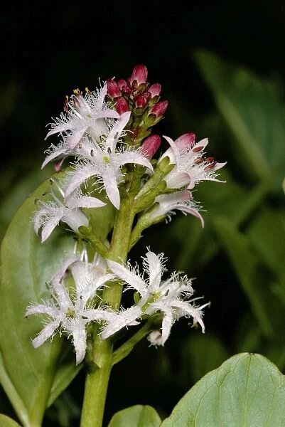 Bogbean. JLM-5074. BOGBEAN  /  BUCKBEAN - Bog plant, single stem in flower