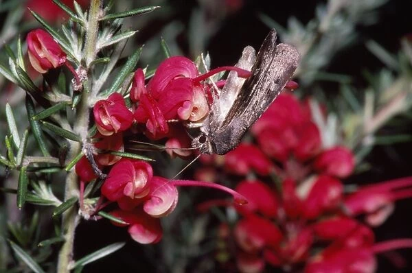 Bogong Moth - feeding on Grevillea lavandulacea during spring. Migration toward the Australian Alps in October
