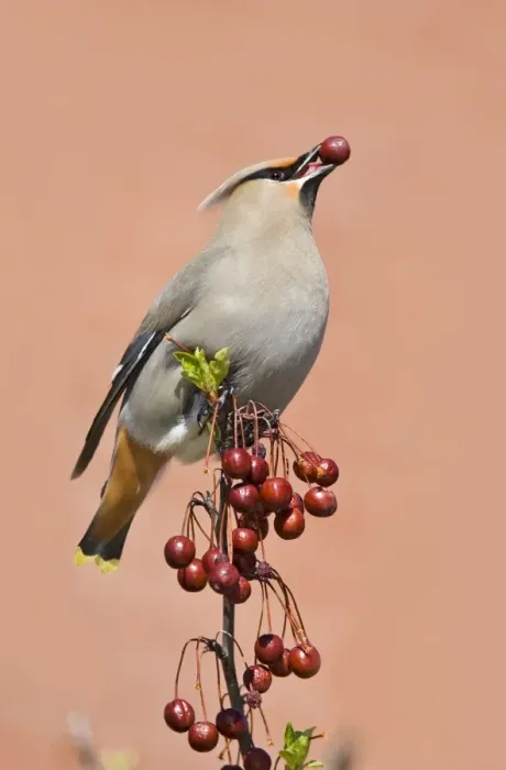 Framed Print : Bohemian Waxwing - with berry in mouth - Connecticut - USA - April Framed Print : Bohemian Waxwing - with berry in mouth - Connecticut - USA - April