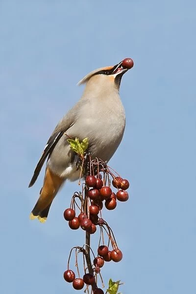 Bohemian Waxwing Connecticut in April