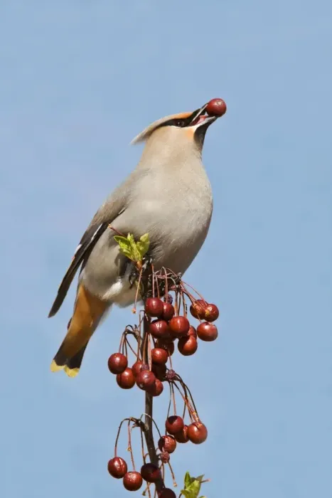 Framed Print : Bohemian Waxwing Connecticut in April Framed Print : Bohemian Waxwing Connecticut in April