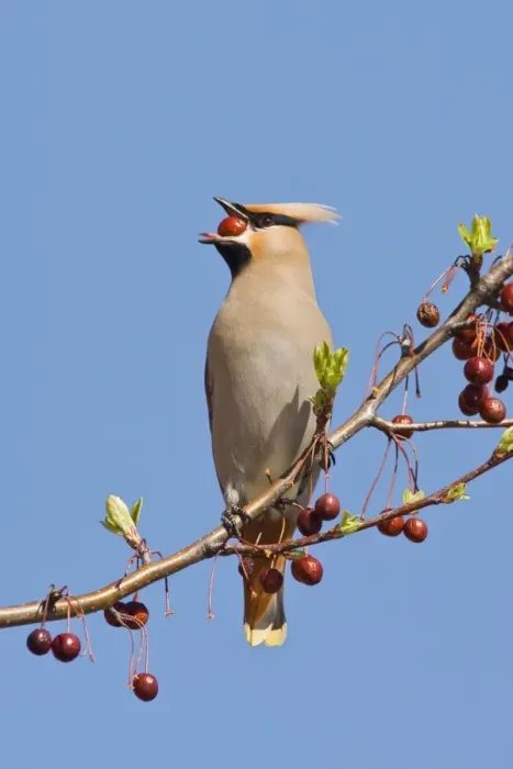 Framed Print : Bohemian Waxwing Connecticut in April Framed Print : Bohemian Waxwing Connecticut in April