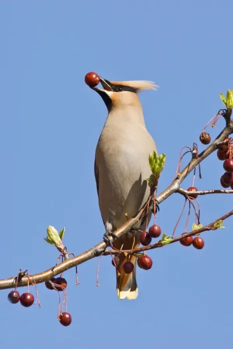 Framed Print : Bohemian Waxwing Connecticut in April Framed Print : Bohemian Waxwing Connecticut in April