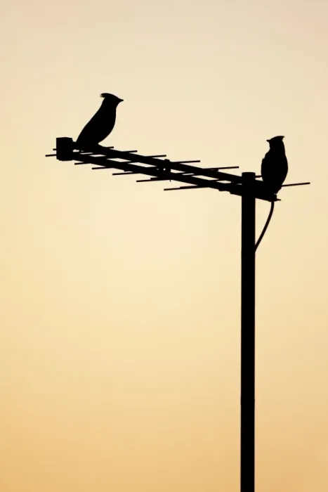 Framed Print : (Bohemian) Waxwing - silhouette of two birds on a house aerial - Cleveland - UK Framed Print : (Bohemian) Waxwing - silhouette of two birds on a house aerial - Cleveland - UK