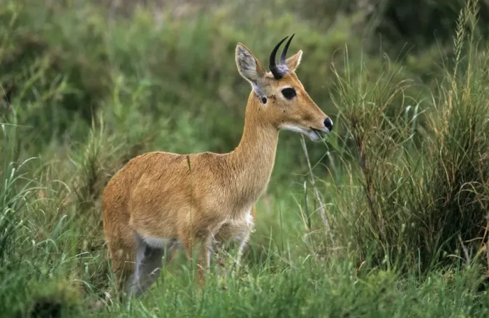 Framed Print : Bohor Reedbuck Serengeti National Park, Tanzania, Africa Framed Print : Bohor Reedbuck Serengeti National Park, Tanzania, Africa